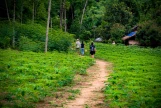 Day 3: Mai Chau With Love Homestay - Trekking - Hanoi (B/L)