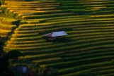 Day 4: (6Th June ) NGHIA LO – MU CANG CHAI (130KM/ APPROX. 4 HOURS) (B/L/D)